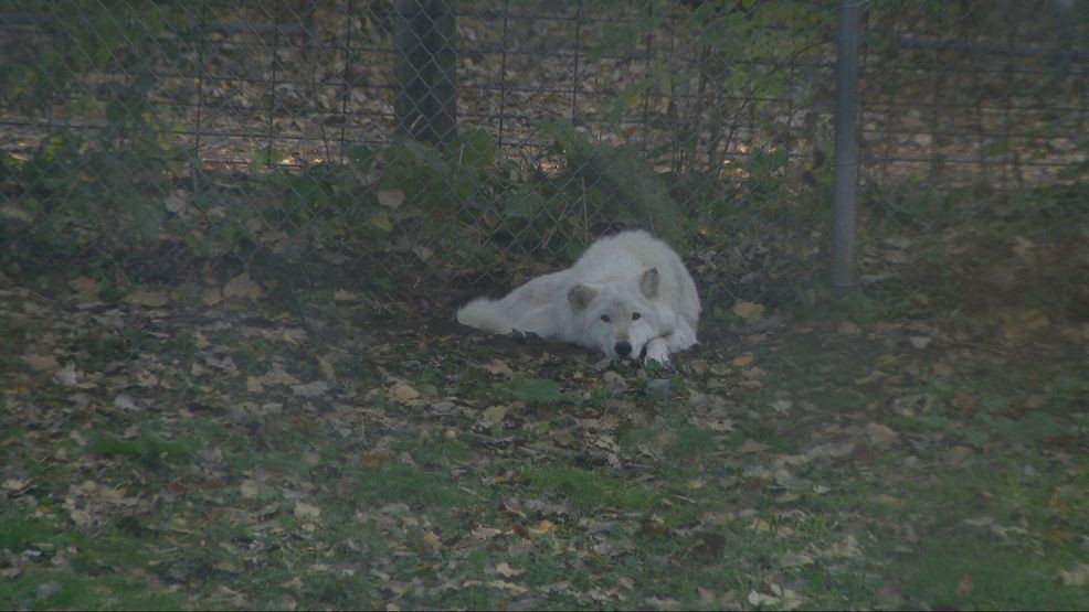 Bay Beach Wildlife Sanctuary plans 564-acre habitat restoration, construction eyed in 2028 — Fox 11 Green Bay Local, Lake Mary Community news