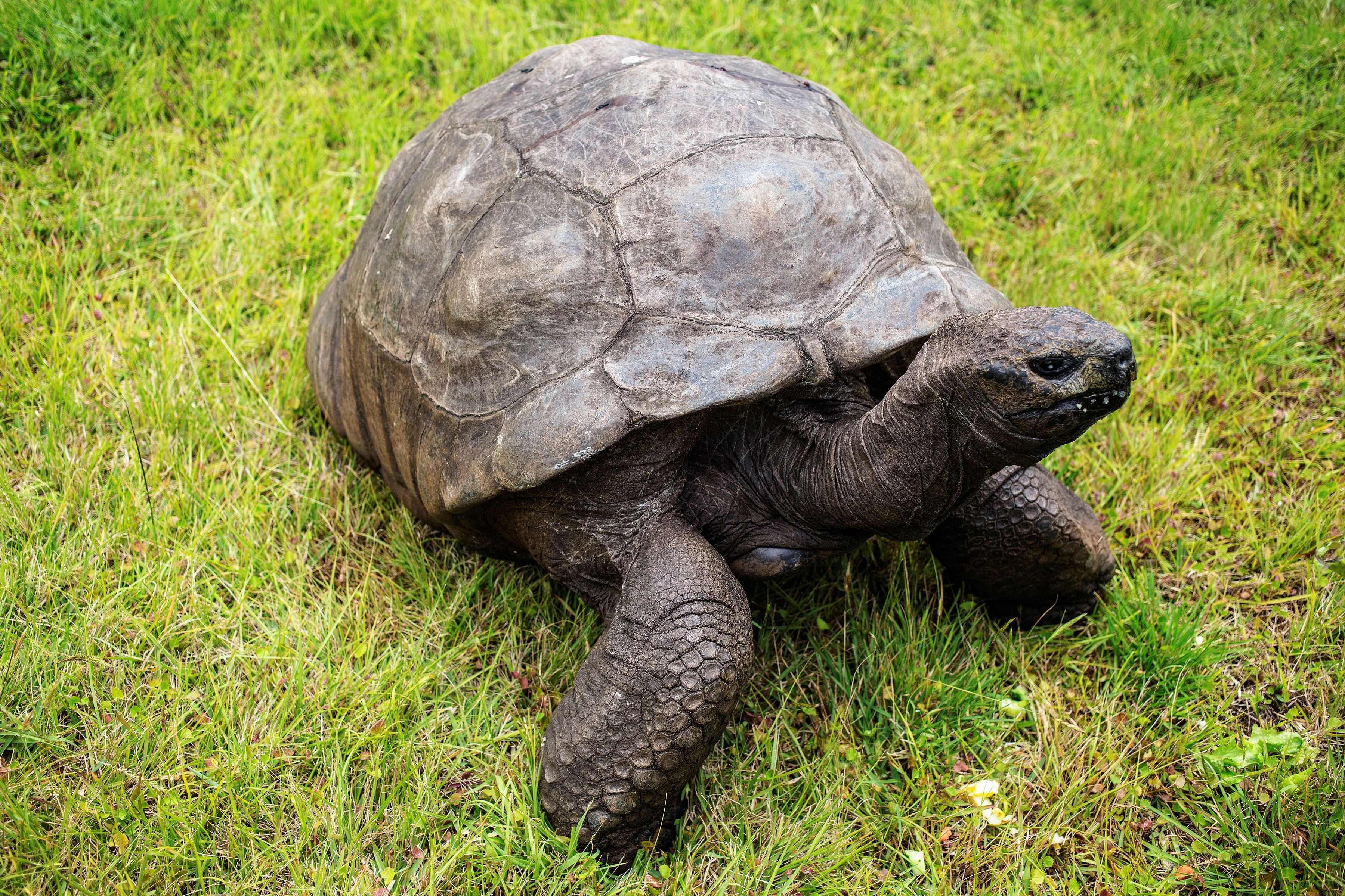 An 194-year-old tortoise named Jonathan is an anti-aging marvel and we finally know his secret — WESH 2 Orlando, Lake Mary Community news