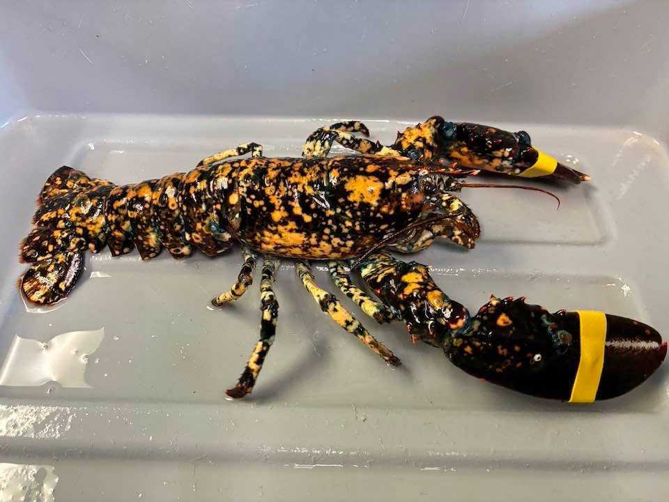 Rare Halloween-colored calico lobster caught off New England coast — WESH 2 Orlando