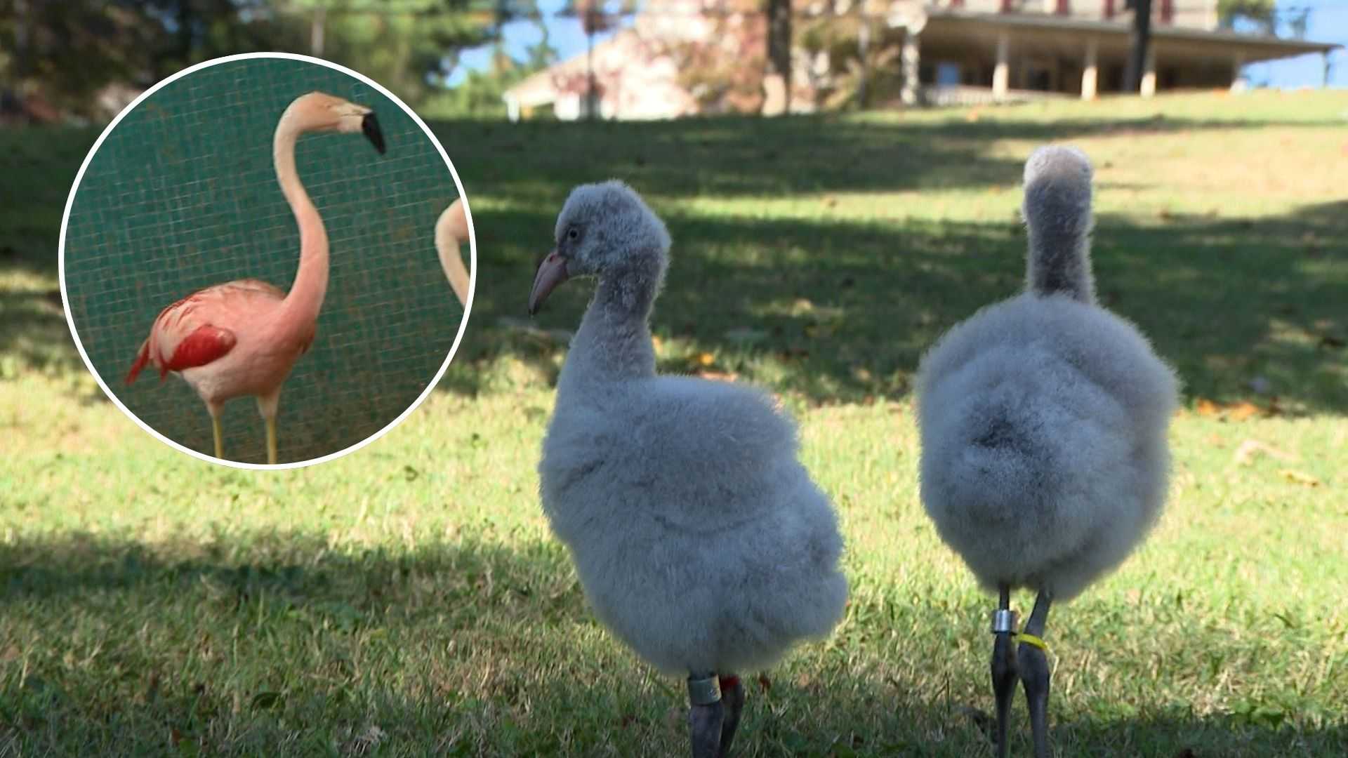A zoo's flamingo produces chicks at record-setting 60 years old — WESH 2 Orlando, Lake Mary Community news