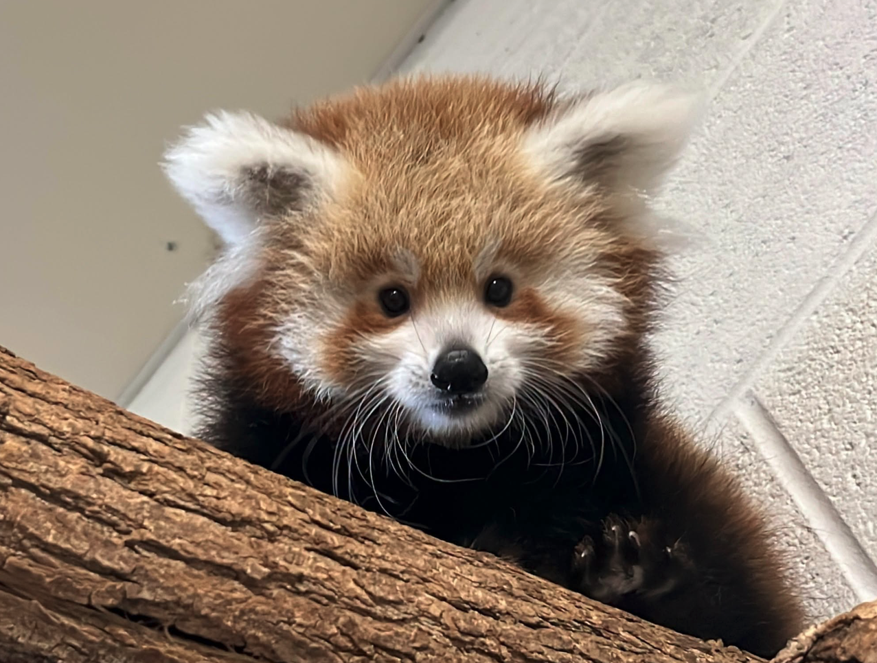 'Put your paws together': Smithsonian Zoo names red panda after nationwide vote  — WESH 2 Orlando