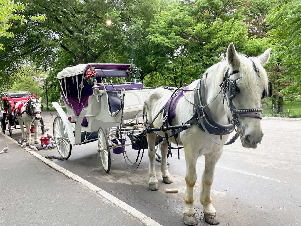 New York City's iconic horse-drawn carriages expected to take their last trot — WESH 2 Orlando, Lake Mary Government news
