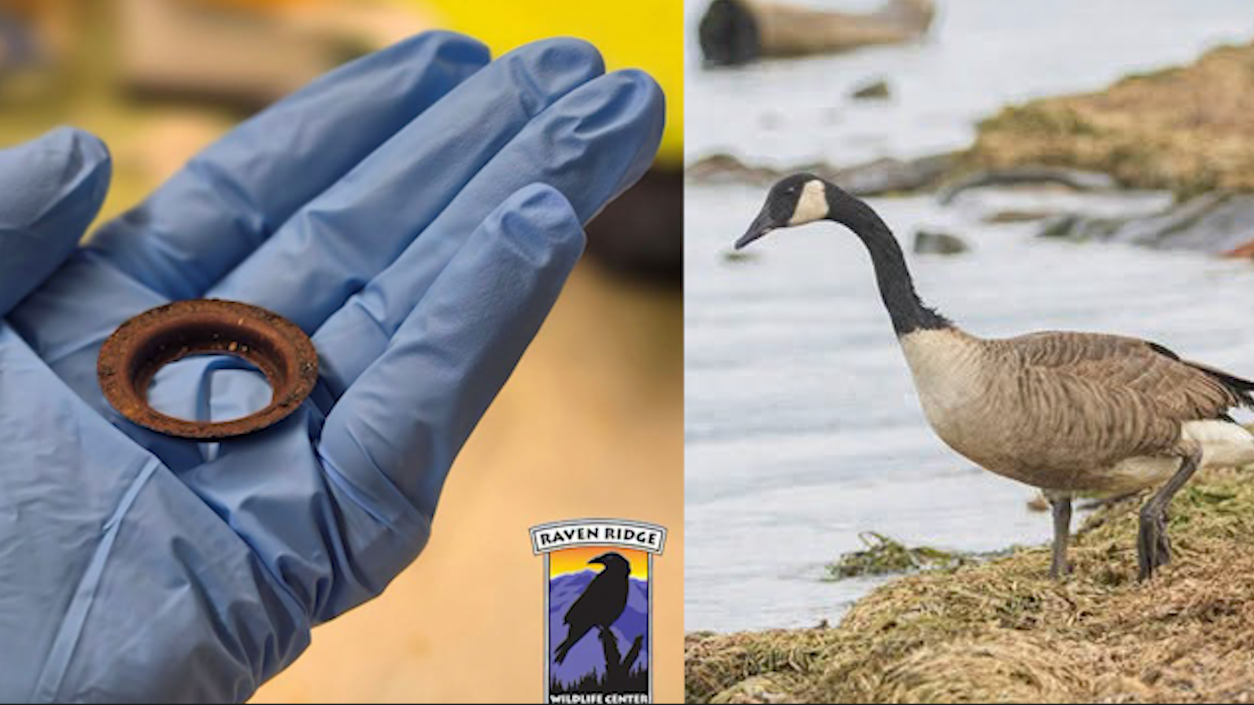 Canada goose saved after rusty metal ring found lodged in mouth  — Lake Mary Community news