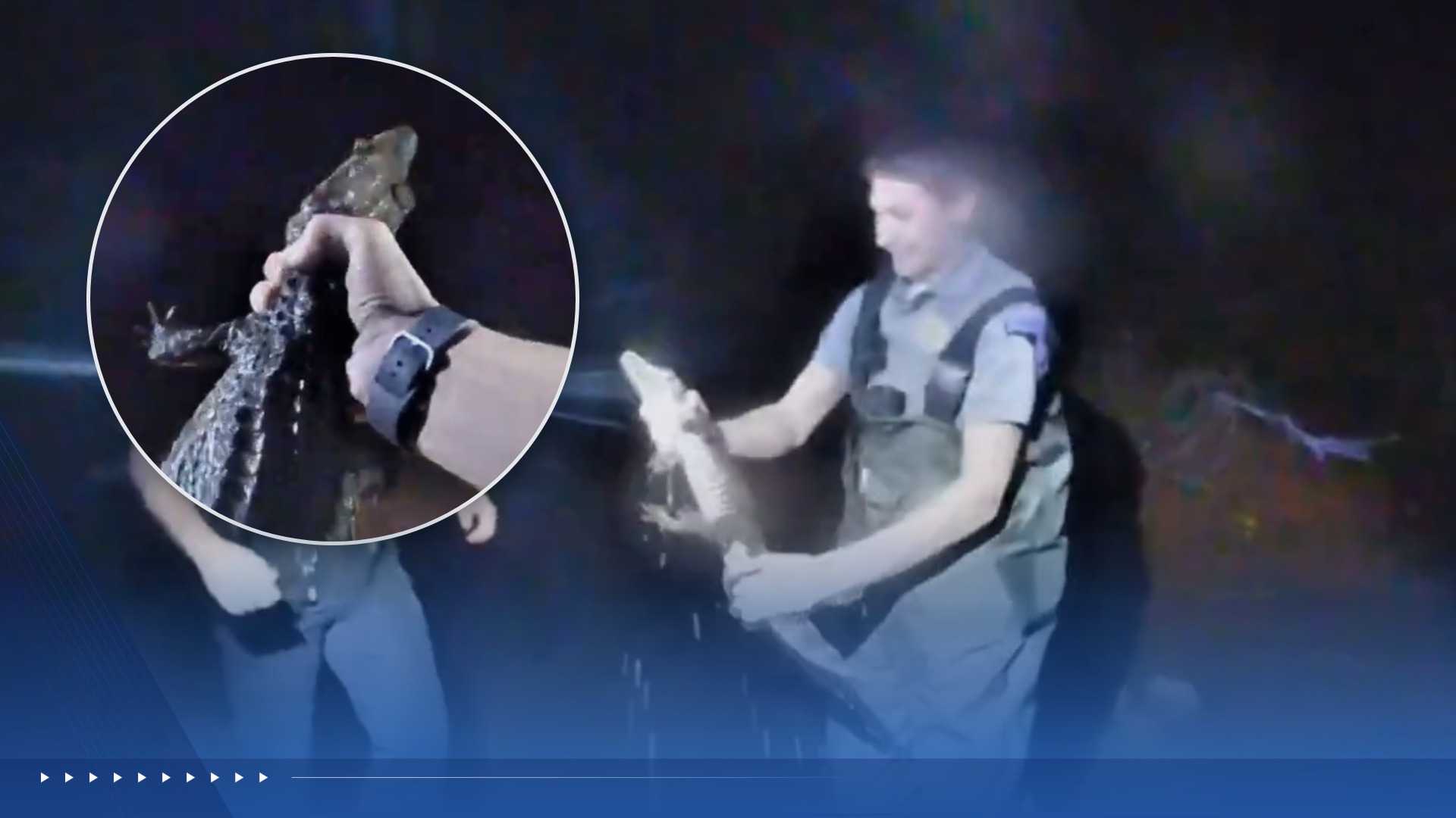 'That's all on bodycam, baby!': Video shows deputies wrangling escapedcaiman in an Oklahoma creek — WESH 2 Orlando