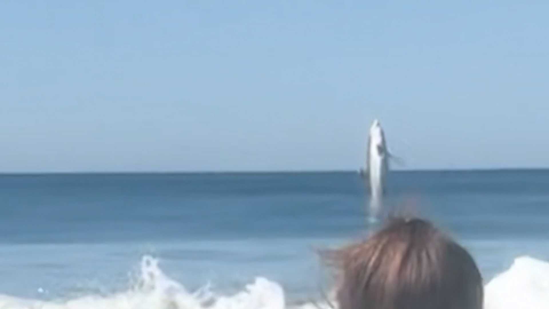 Shark breach caught on video near California coast as officials issue warning to beachgoers — WESH 2 Orlando