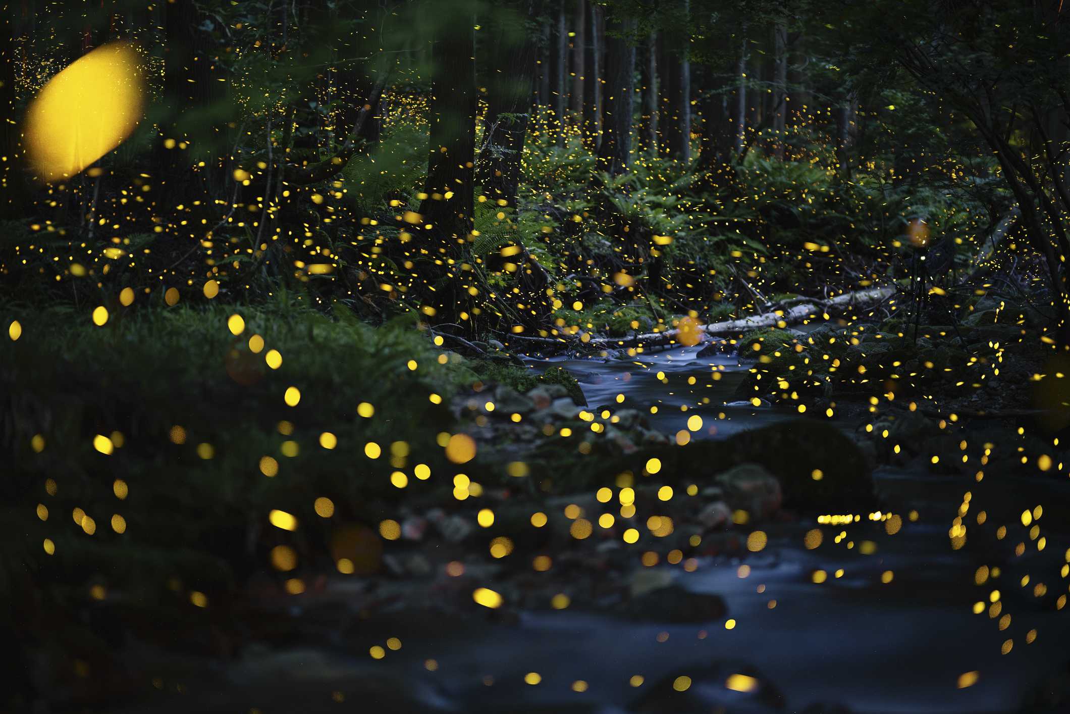 Want more fireflies next summer? Do fewer chores this fall — WESH 2 Orlando, Lake Mary Community news
