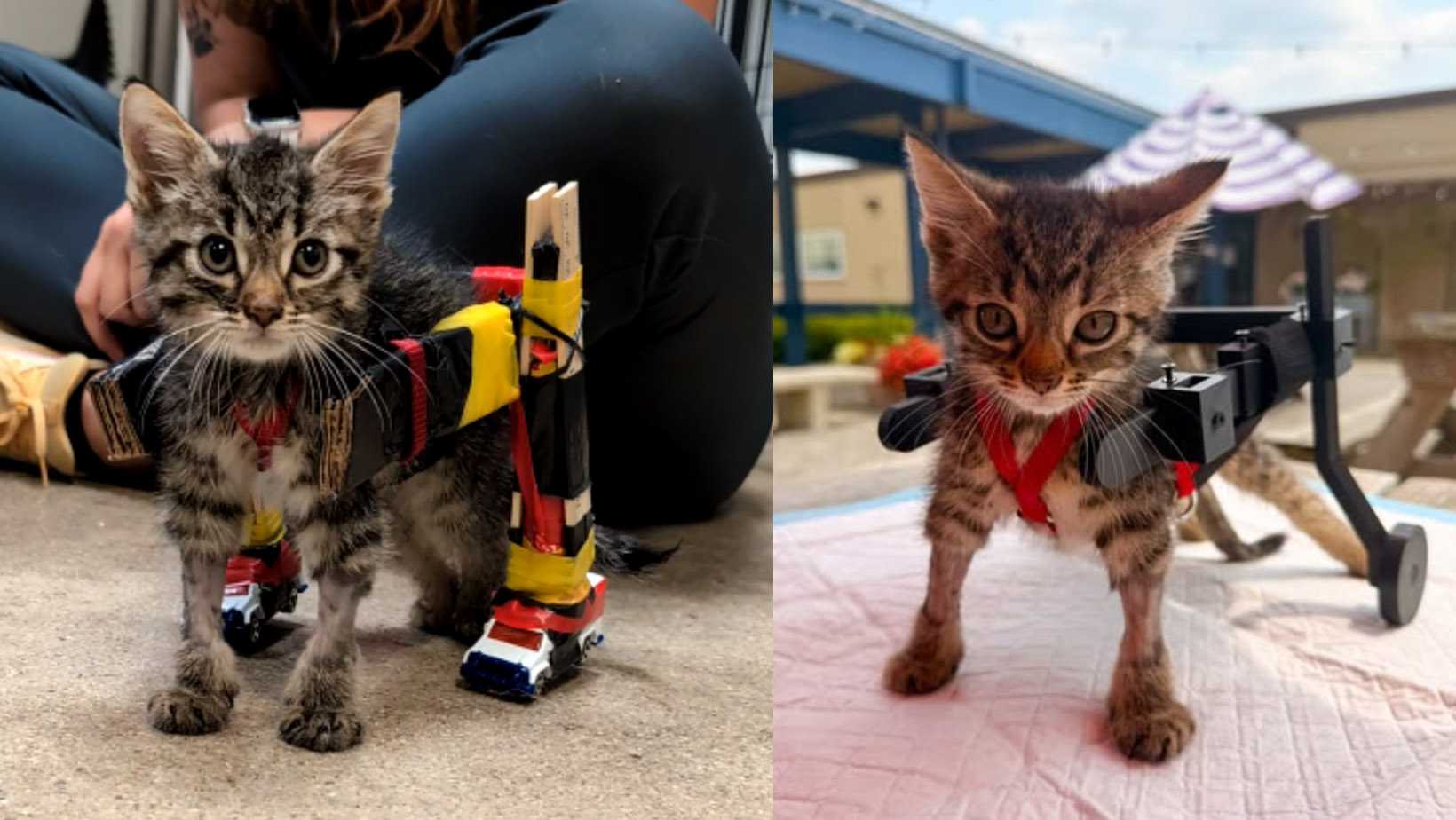 Viral foster kitten with custom-made wheelchair gets adopted — WESH 2 Orlando, Lake Mary Community news
