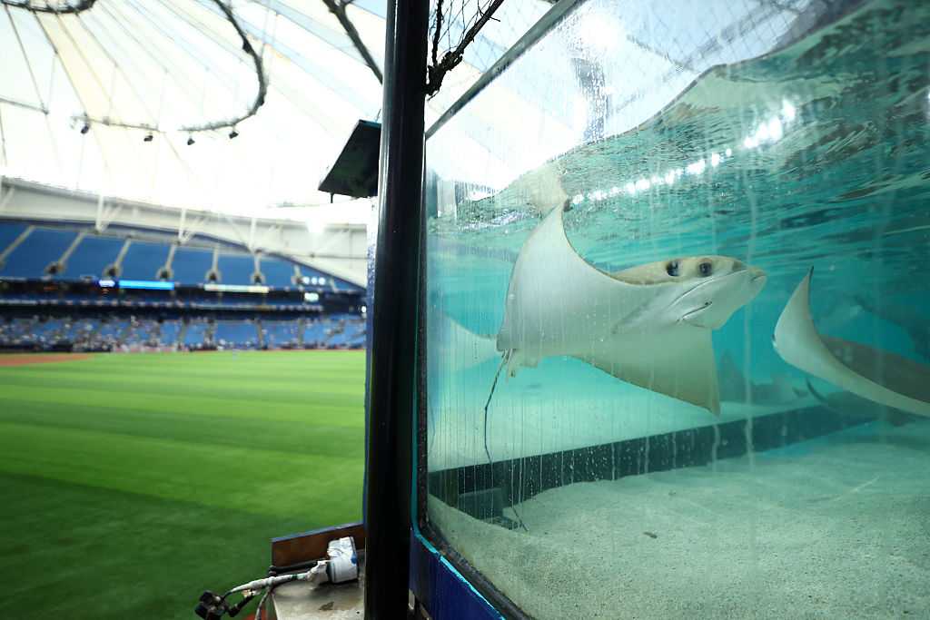 Did you know there are live stingrays in Tampa Bay's stadium? — WESH 2 Orlando, Lake Mary Sports news