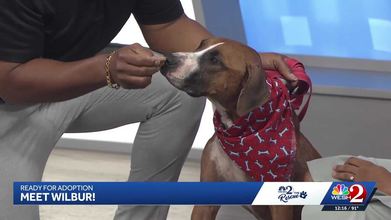 WESH 2 the Rescue: Wilbur from Seminole County Animal Services is ready for adoption — WESH 2 Orlando, Lake Mary Community news