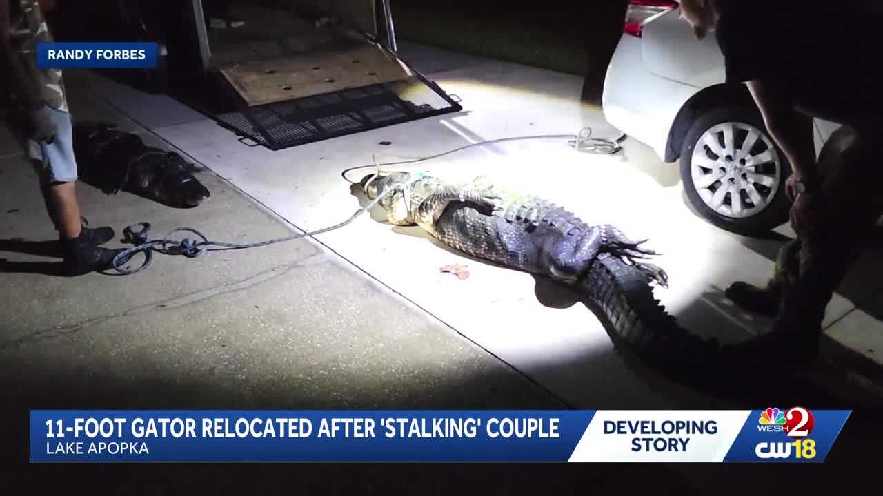 11-foot gator removed from Lake Apopka property after 'stalking' couple — WESH 2 Orlando, Lake Mary Real Estate news