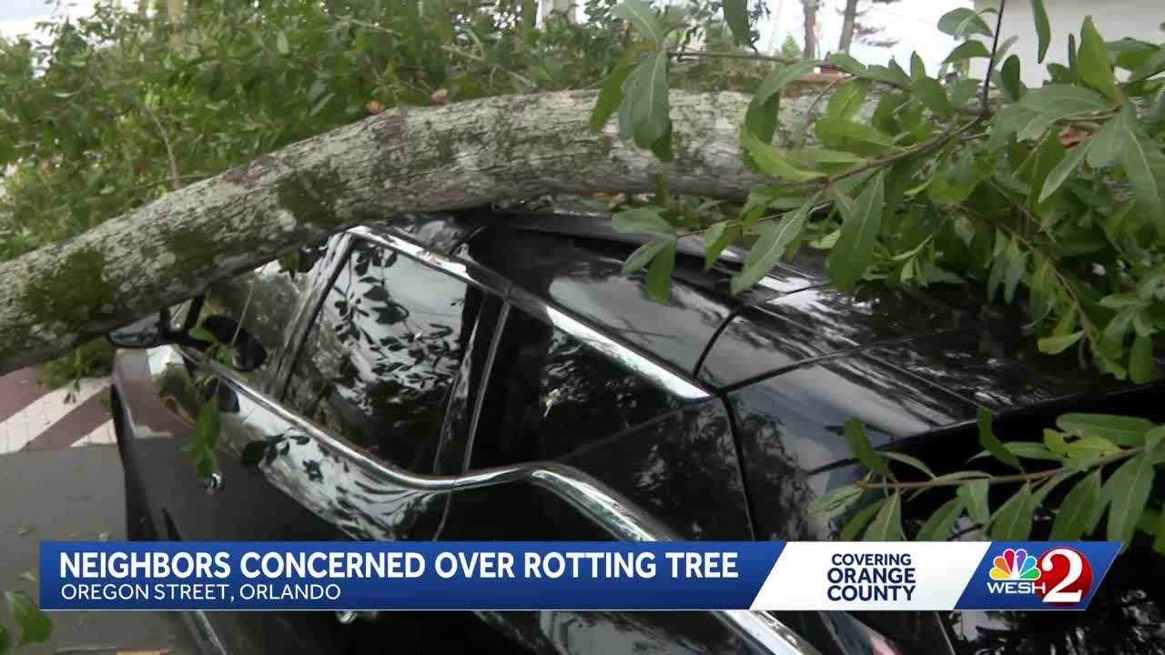 Orlando neighbors demand removal of rotting tree after it crushes car — WESH 2 Orlando, Lake Mary Community news