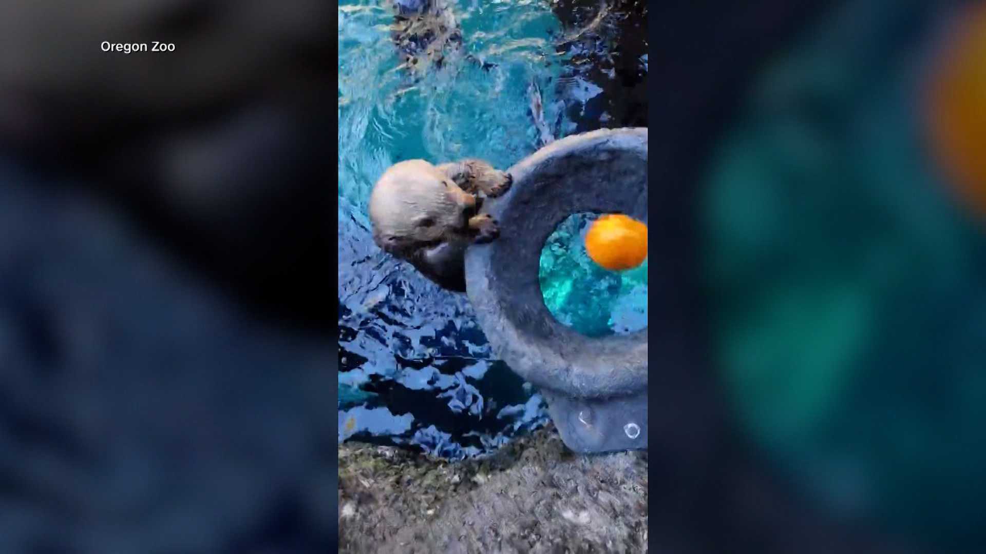 'GOURD TIMES': Watch as sea otters go 'Pumpkin Dunkin' in a zoo's adorable Halloween tradition — Lake Mary Community news