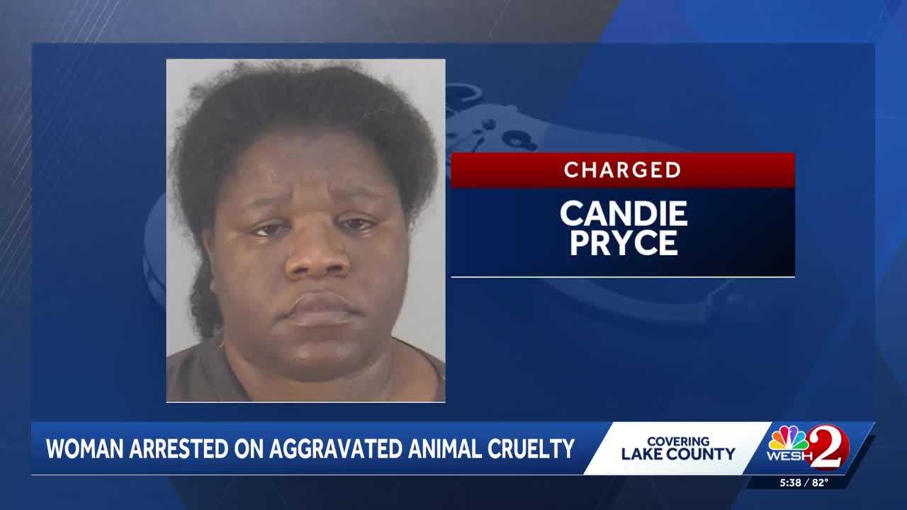 Eustis woman accused of shaking roommate’s cat off towel, leaving it motionless — Lake Mary Community news