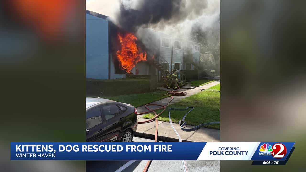 Dogs, kittens rescued from Winter Haven apartment fire — WESH 2 Orlando, Lake Mary Community news