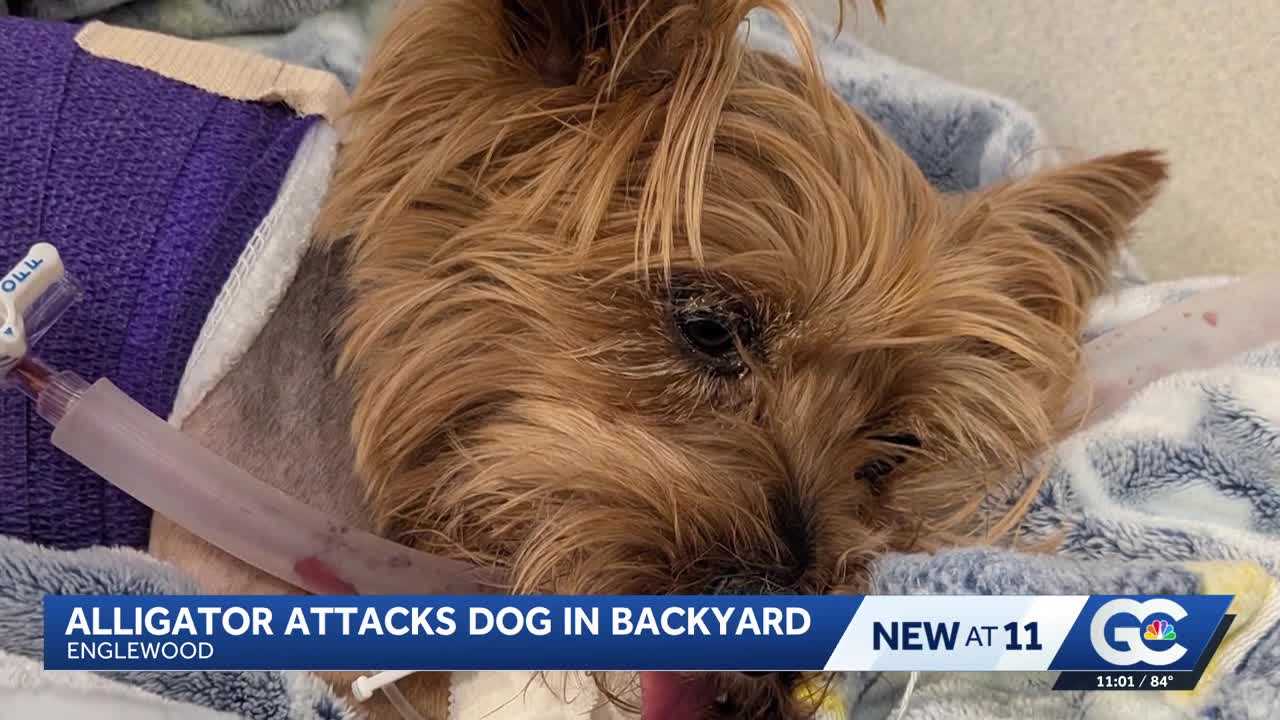 Yorkie survives alligator attack in Florida, faces long recovery — WESH 2 Orlando, Lake Mary Community news