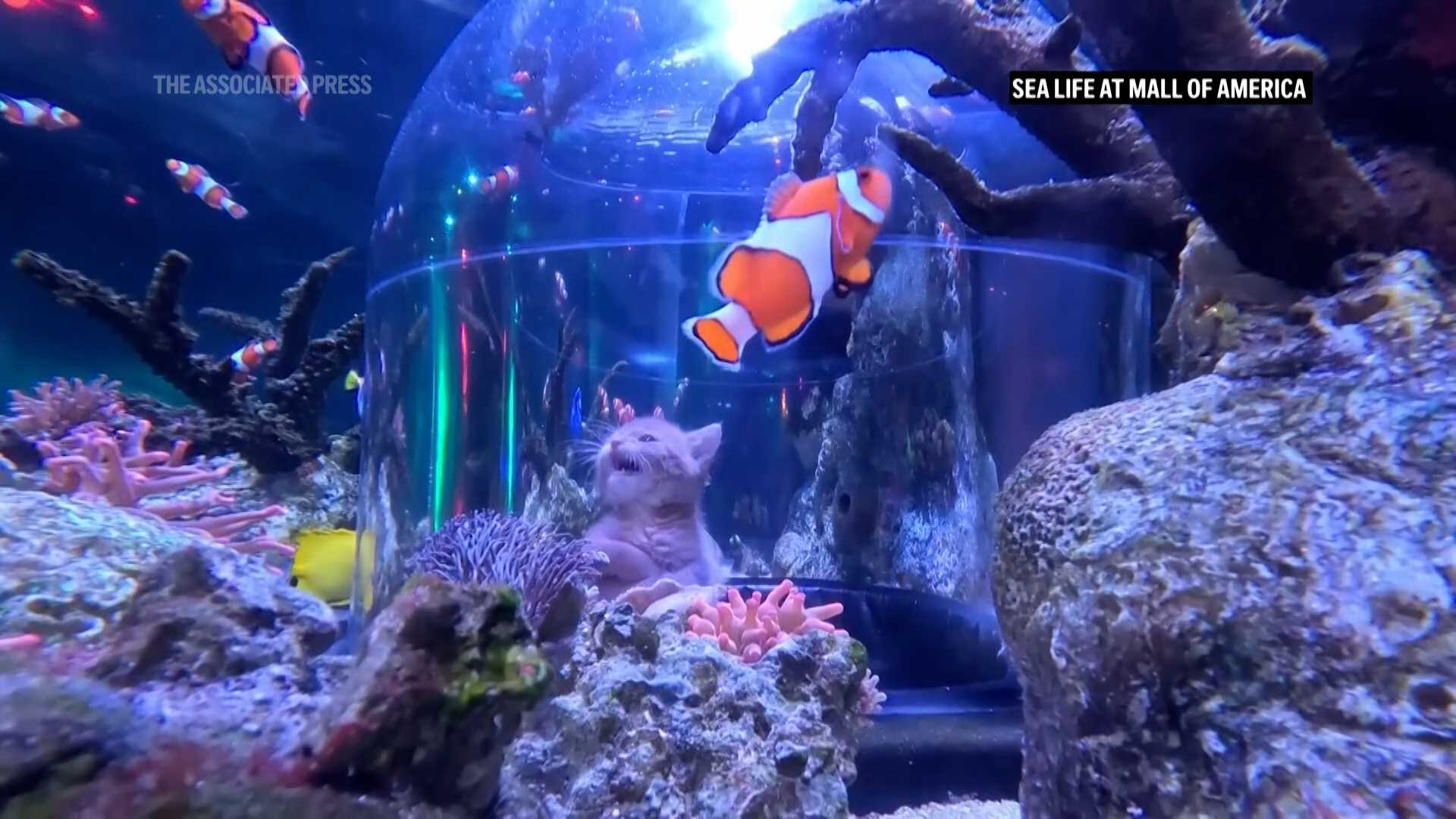 VIDEO: Orphaned kittens meet sharks on aquarium field trip at the Mall of America — WESH 2 Orlando, Lake Mary Community news