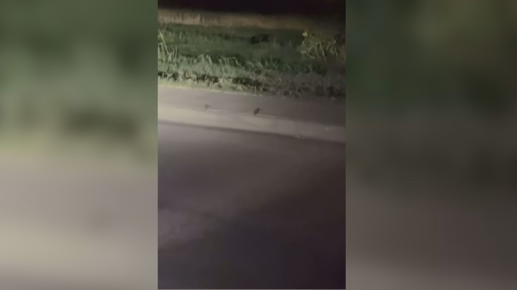 Viral video of 'black panther' in Midland sparks debate despite expert skepticism — NewsWest 9 (Permian Basin), Lake Mary Schools news