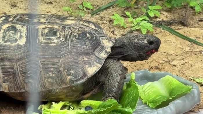 Nearly 7,000 gopher tortoises moved in 5 years across Lake, Orange counties. Where did they go? — ClickOrlando Local, Lake Mary Real Estate news