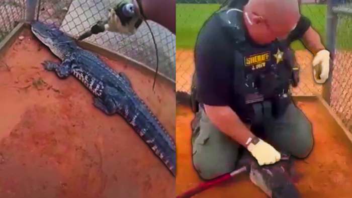 Alligator discovered at Central Florida high school campus, deputies say — ClickOrlando Local, Lake Mary Schools news